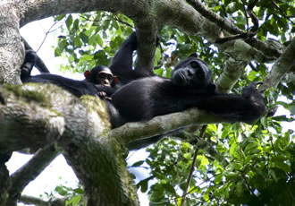 Kibale forest national park