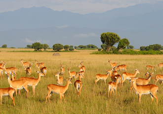 Kasenyi plains of Queen Elizabeth National park