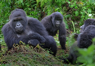 Bwindi forest national park