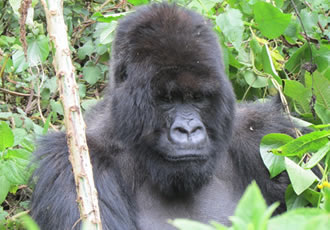 Bwindi forest national park