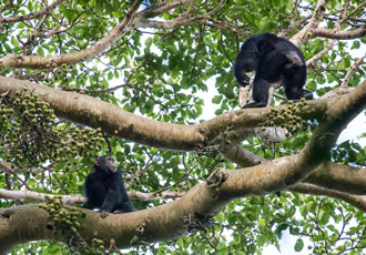 Kibale forest national park