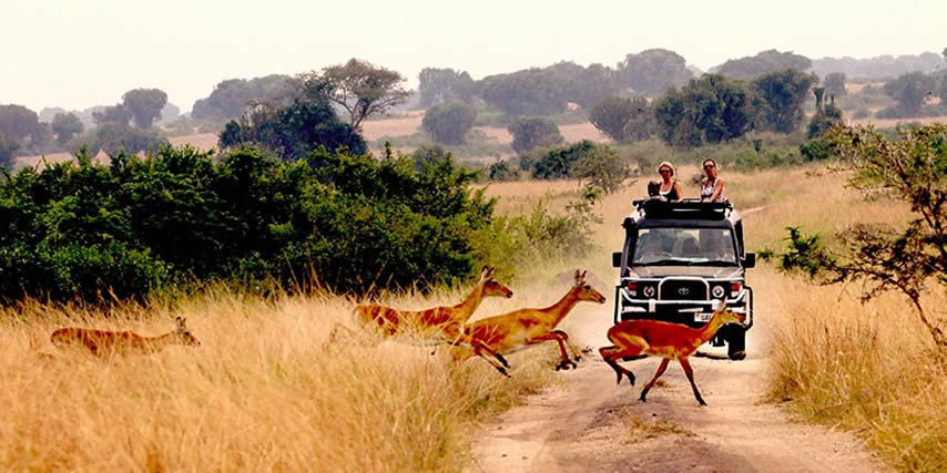 uganda wildlife safari