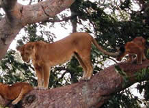 Tree climbing lions