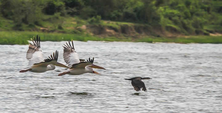 Queen Elizabeth National Park