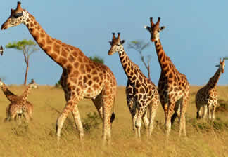 Murchison Falls National Park
