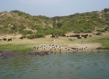 Queen Elizabeth national park