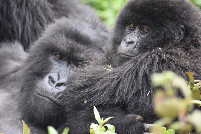 Gorilla Trekking Rwanda