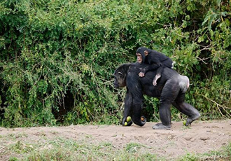7 Days Rwanda gorilla safari