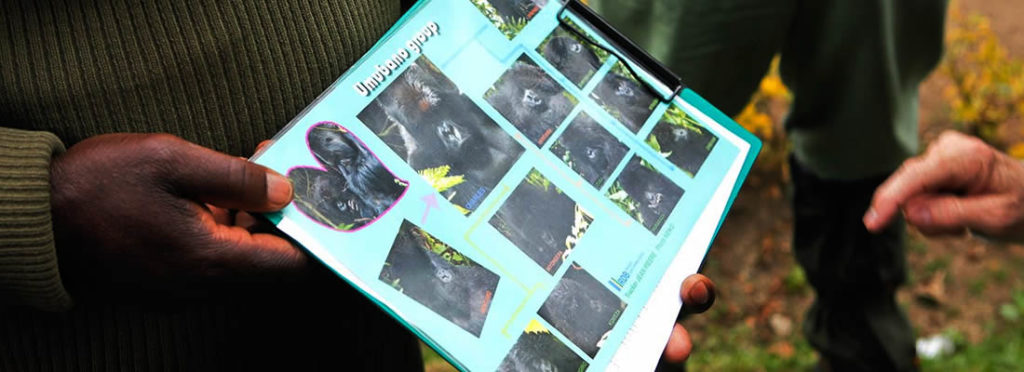 gorilla groups africa