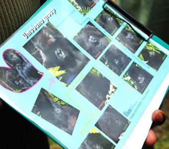 gorilla groups africa