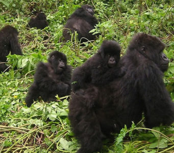 Daily lifestyle of gorillas