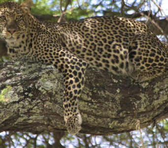 What to see at entebbe zoo