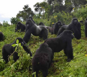 Uganda gorilla safaris