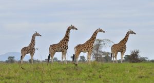 Rwanda and Uganda safari