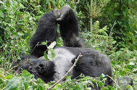 Uganda gorilla tours