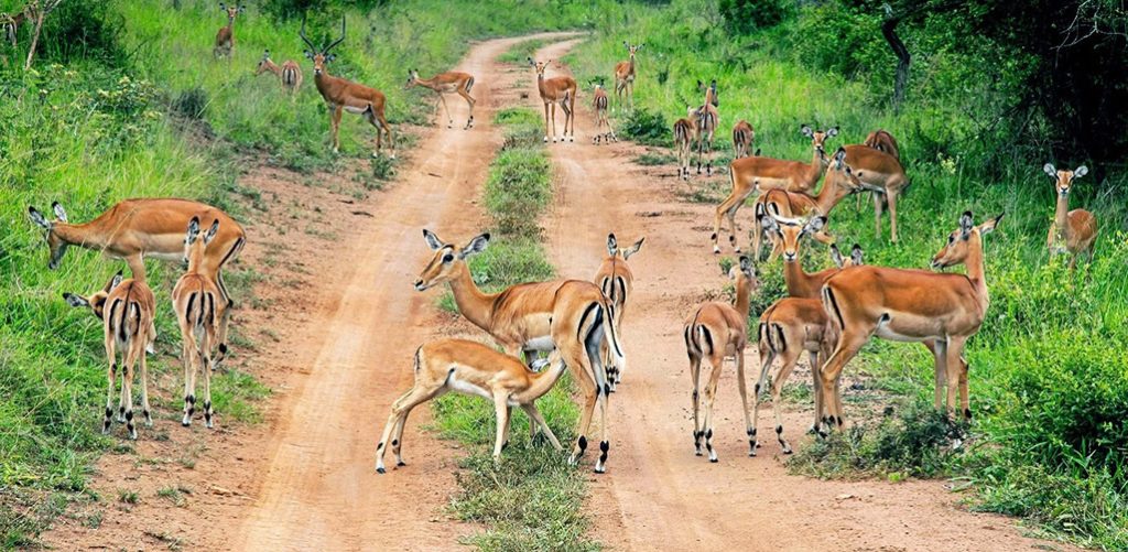 Uganda safaris