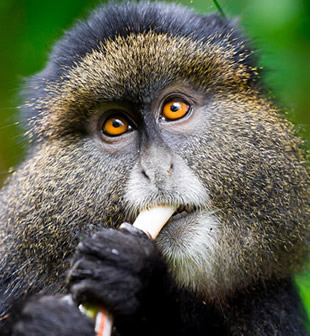 gorilla safaris