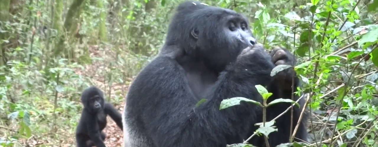 Gorilla trekking safaris