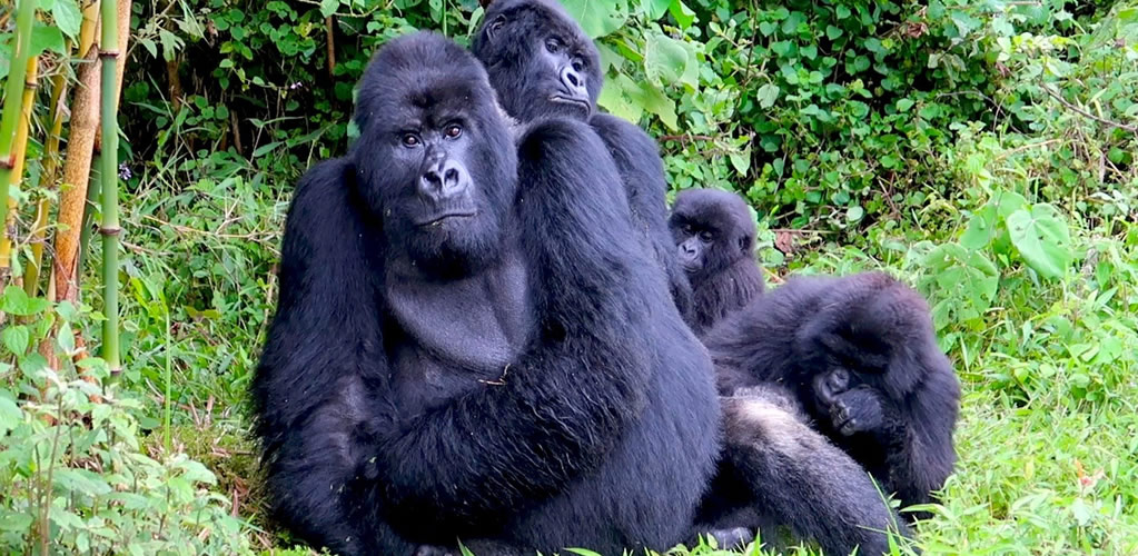 Gorilla Trekking tours