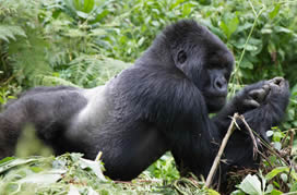 Go Uganda Safari
