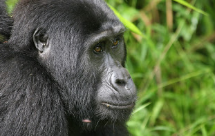 Go Uganda Safari