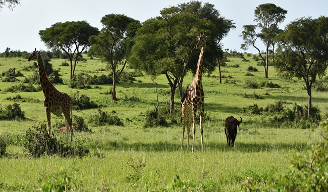 Murchison Falls National Park