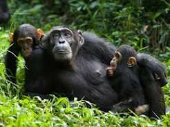 8 Days Uganda wildlife safari