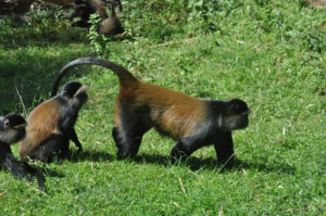 8 days Rwanda safari