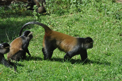 Golden monkey tracking