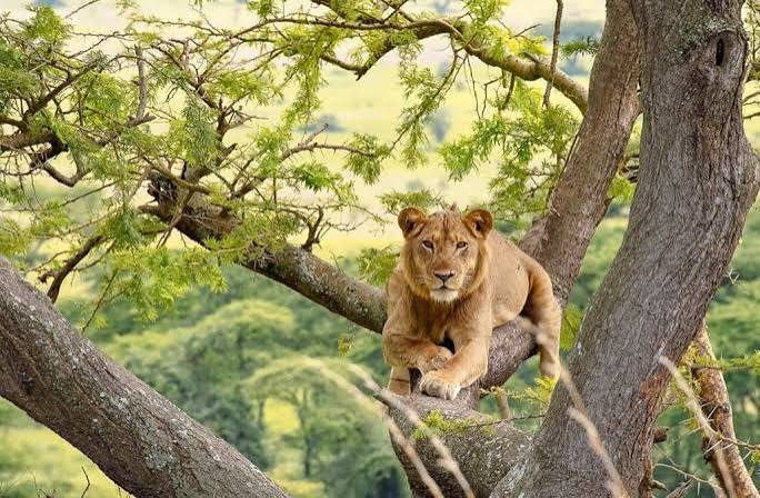 Queen Elizabeth National Park