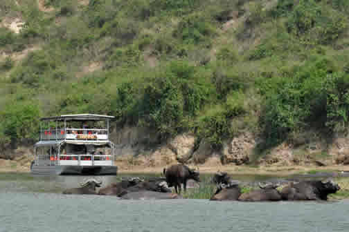 gorilla safari