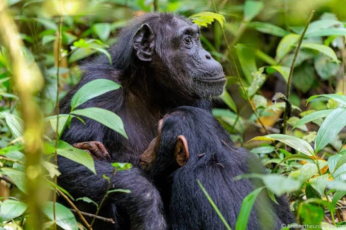 Uganda & Rwanda safari