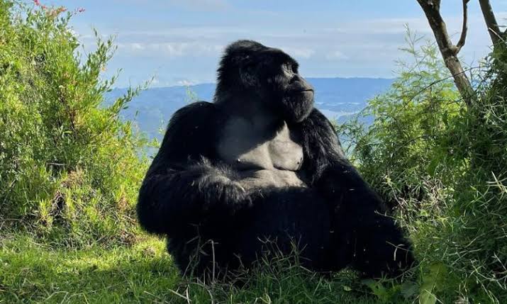 Mgahinga Gorilla National Park