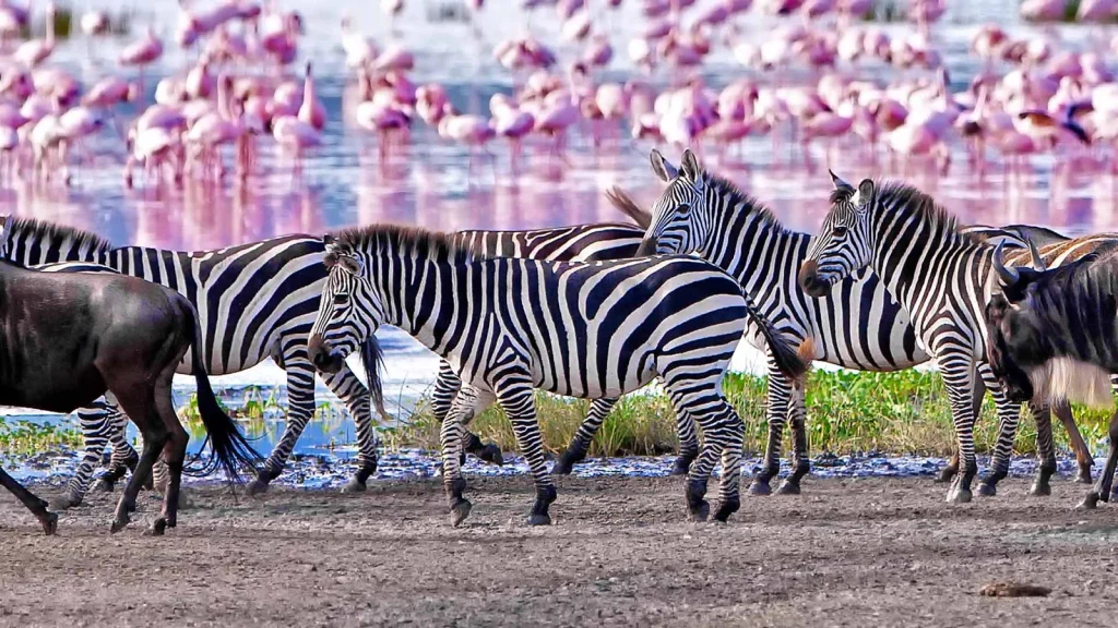 3-Day Tanzania Safari