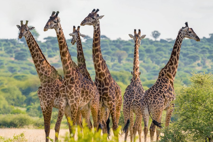 3-Day Tanzania Safari