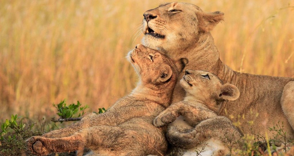 4-Day Tanzania Safari