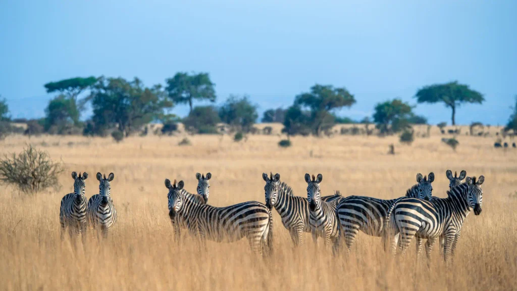 4-day tanzania safari