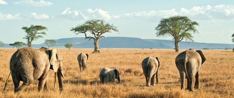 Serengeti National Park