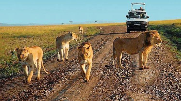 Game viewing