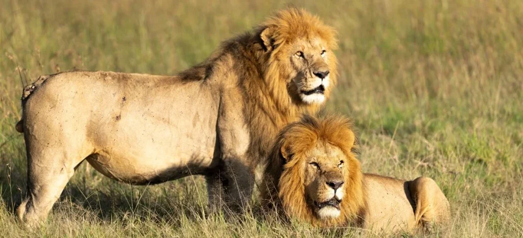 Game viewing