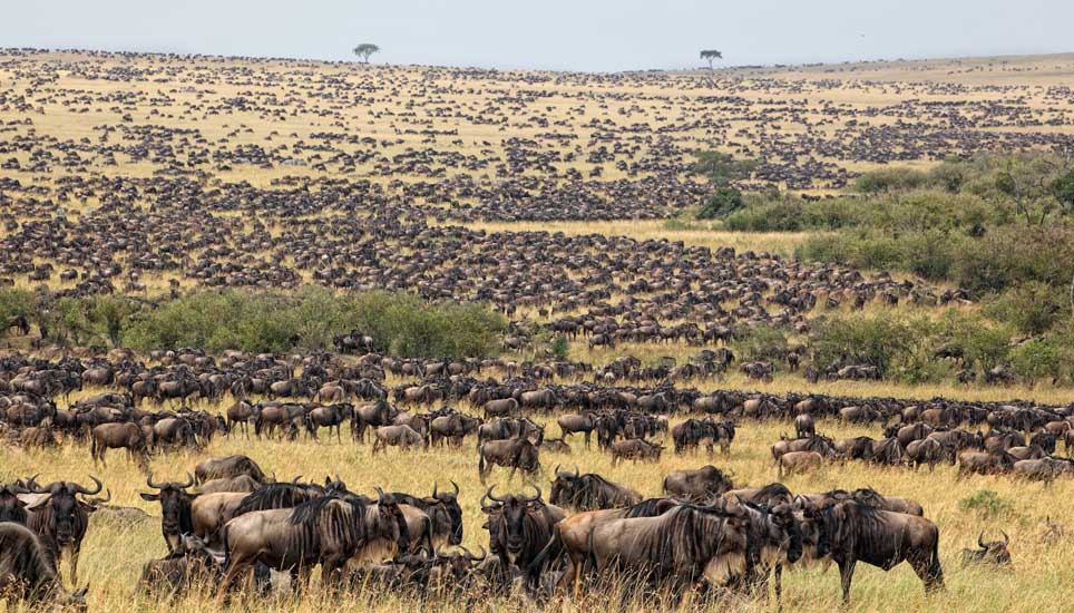 5-Day Tanzania safari
